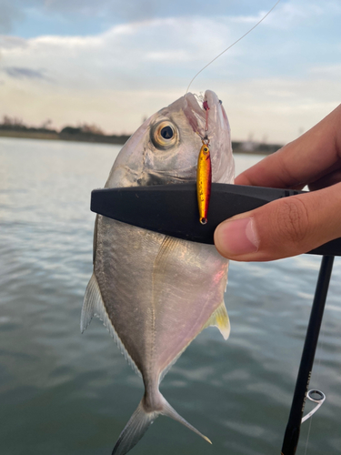 メッキの釣果