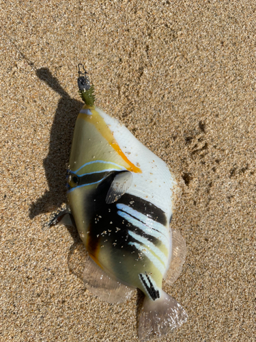 ムラサメモンガラの釣果