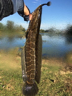 ライギョの釣果