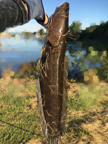 ライギョの釣果