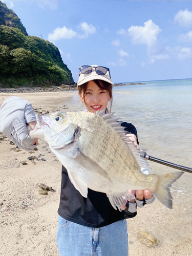 ミナミクロダイの釣果