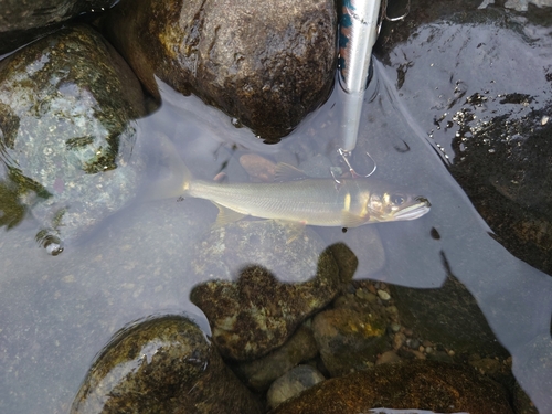 アユの釣果