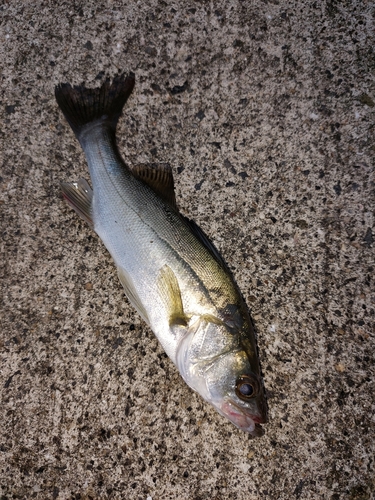 フッコ（マルスズキ）の釣果