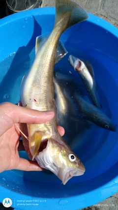 コマイの釣果