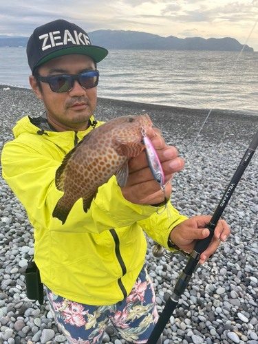 オオモンハタの釣果