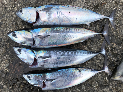 ソウダガツオの釣果