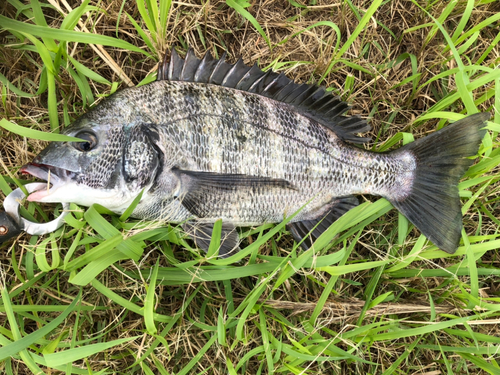 チヌの釣果