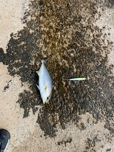 ショゴの釣果