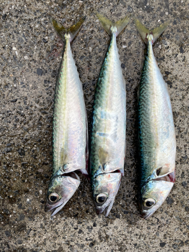 マサバの釣果