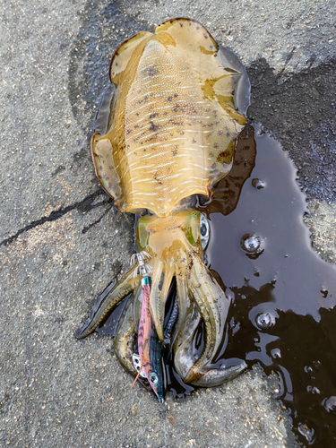 アオリイカの釣果