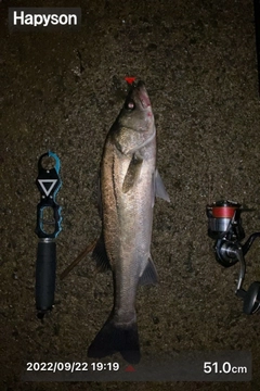 シーバスの釣果