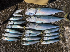 サバの釣果