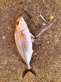 ショゴの釣果