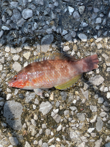 アカササノハベラの釣果