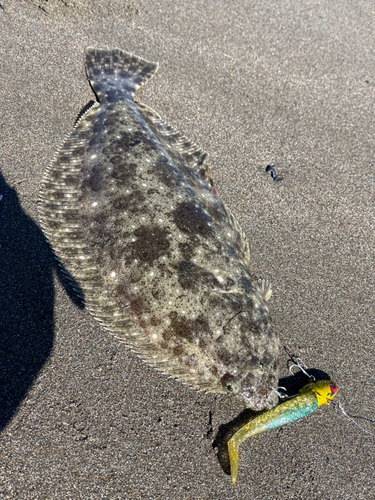 ソゲの釣果