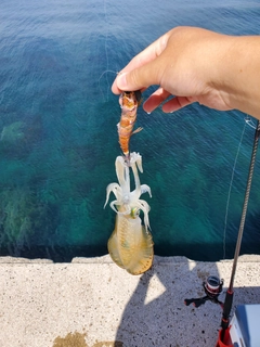 アオリイカの釣果