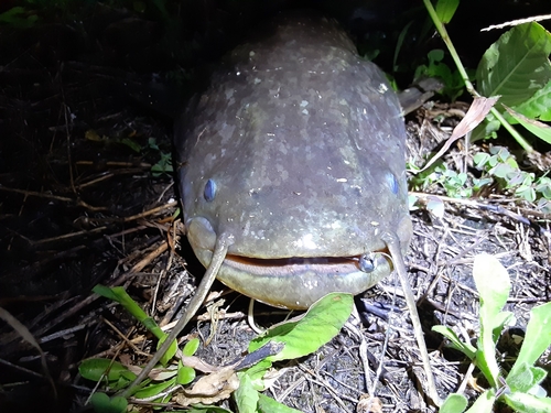 ナマズの釣果