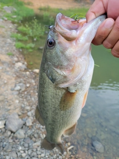 ブラックバスの釣果