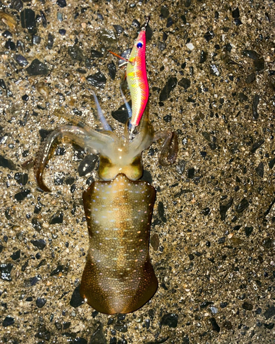 イカの釣果