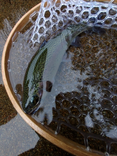 ニジマスの釣果