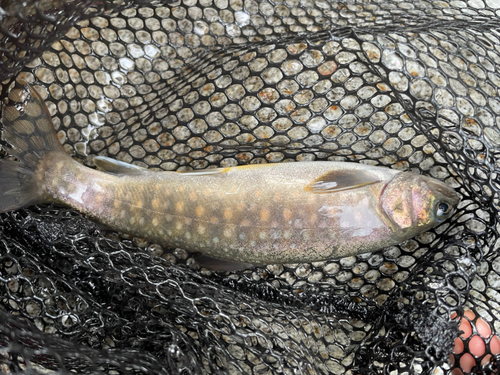 イワナの釣果