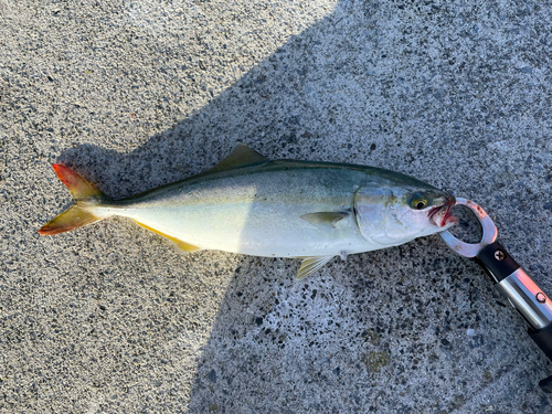 ワカシの釣果