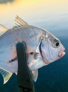 カスミアジの釣果