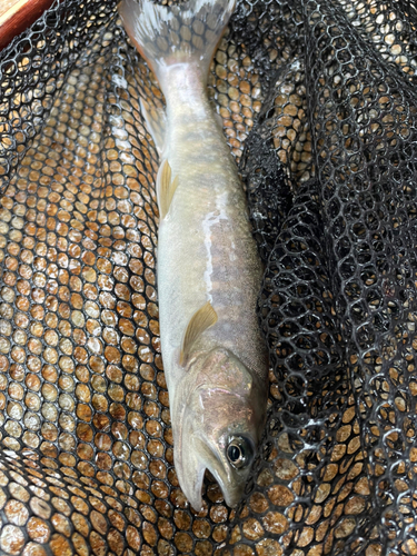 イワナの釣果