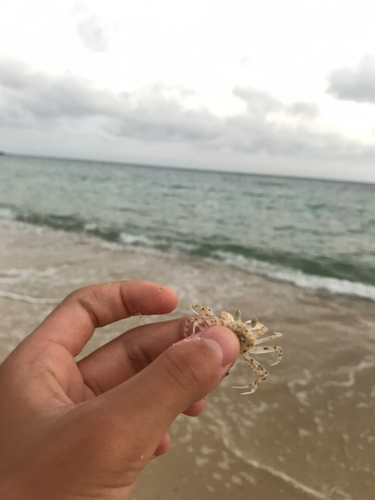 カニの釣果