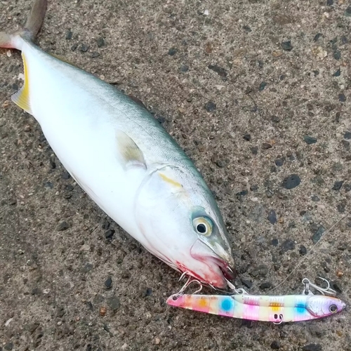 ツバスの釣果