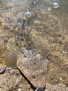 マゴチの釣果