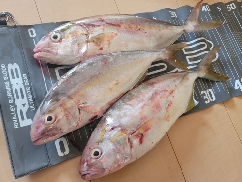 カンパチの釣果