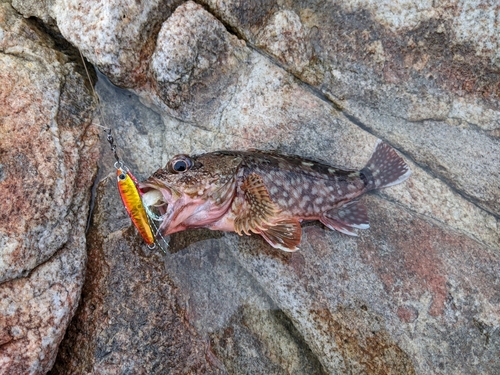 アラカブの釣果