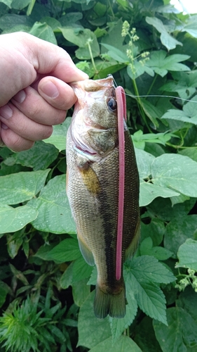 ブラックバスの釣果