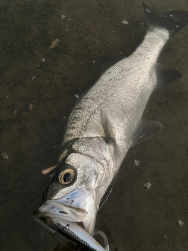 ヒラスズキの釣果