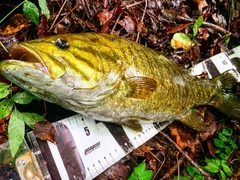 スモールマウスバスの釣果