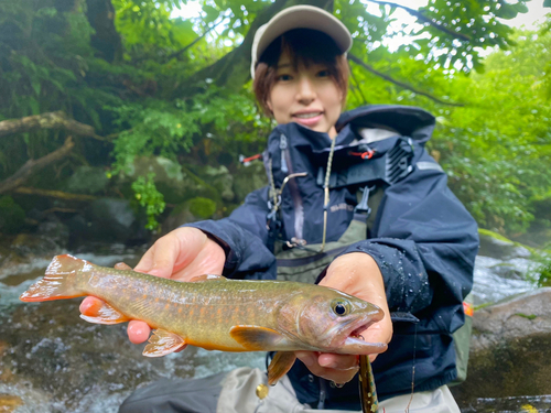 イワナの釣果