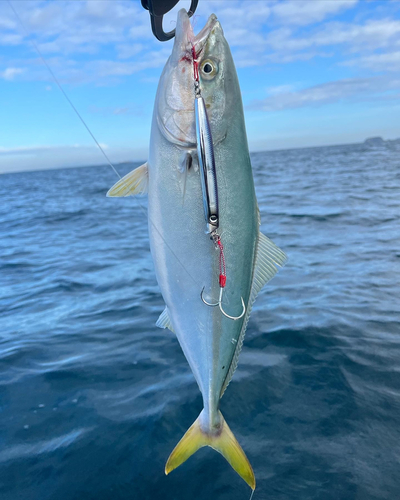 イナダの釣果