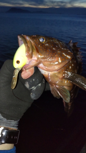 アコウの釣果