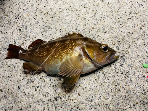 エゾメバルの釣果