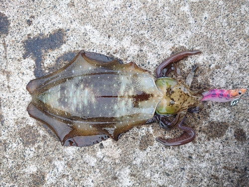 アオリイカの釣果