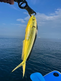 シイラの釣果