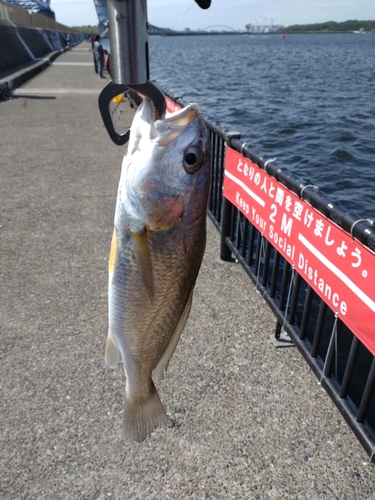 イシモチの釣果