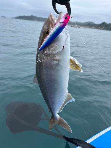 ショゴの釣果