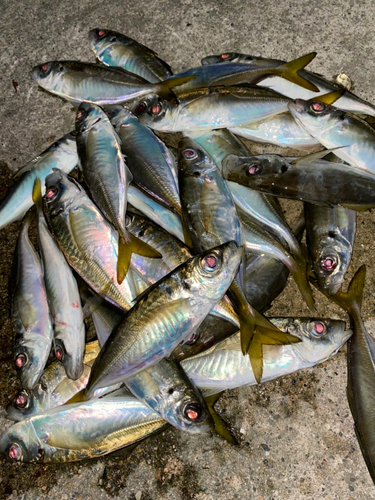 アジの釣果