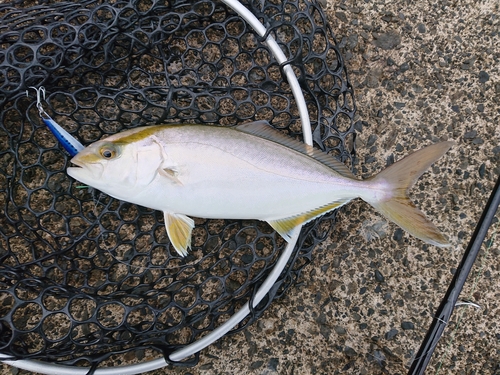 シオの釣果