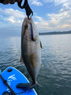 ショゴの釣果