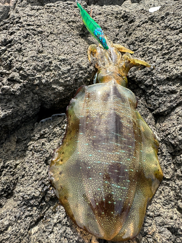 アオリイカの釣果