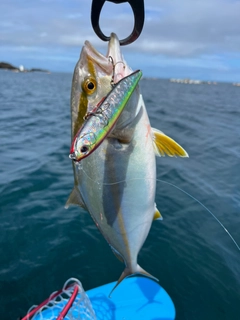 ショゴの釣果