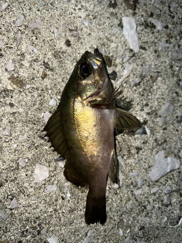 メバルの釣果